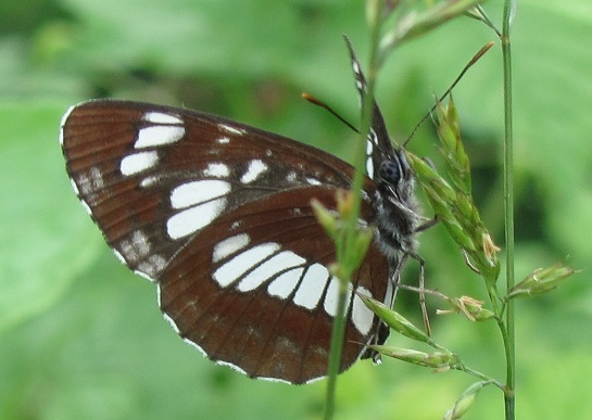 Neptis rivularis